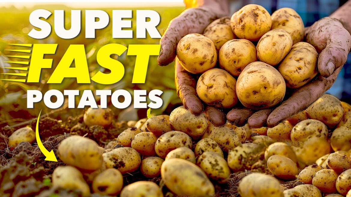 The Clever Way Smart Gardeners Grow Potatoes (In Record Time)