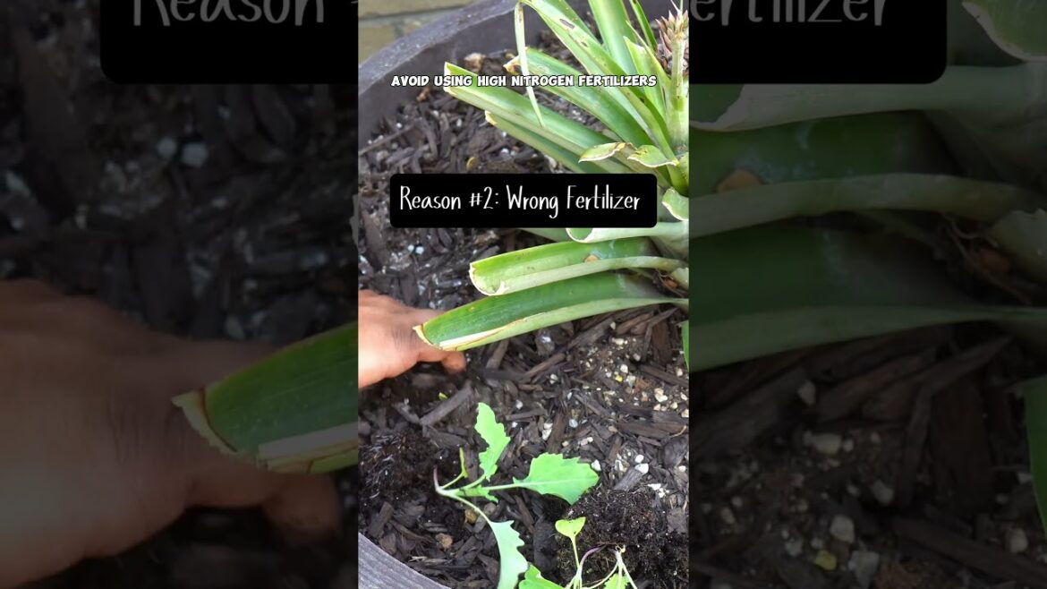 California Gardening: Why Are Your Kohlrabi Bulbs So Small? π± Fix These Mistakes! Why Are Your Kohlrabi Bulbs So Small? π± Fix These Mistakes!