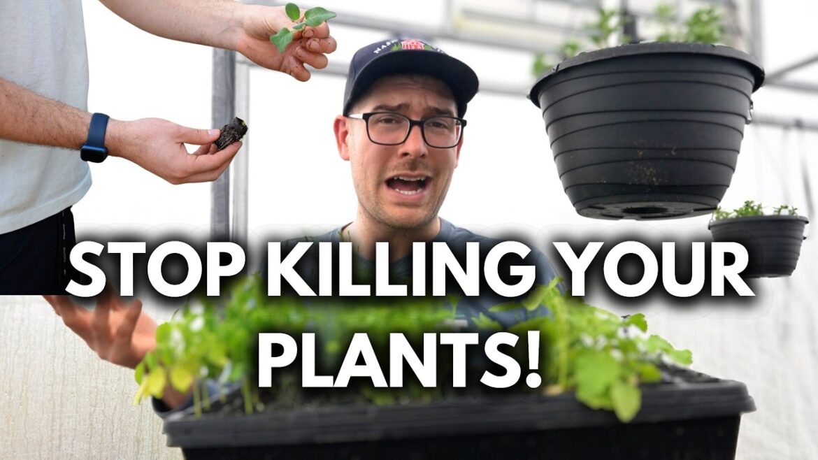 MIgardener: Avoid Doing TOO MUCH of These Things When Seed Starting! Avoid Doing TOO MUCH of These Things When Seed Starting!