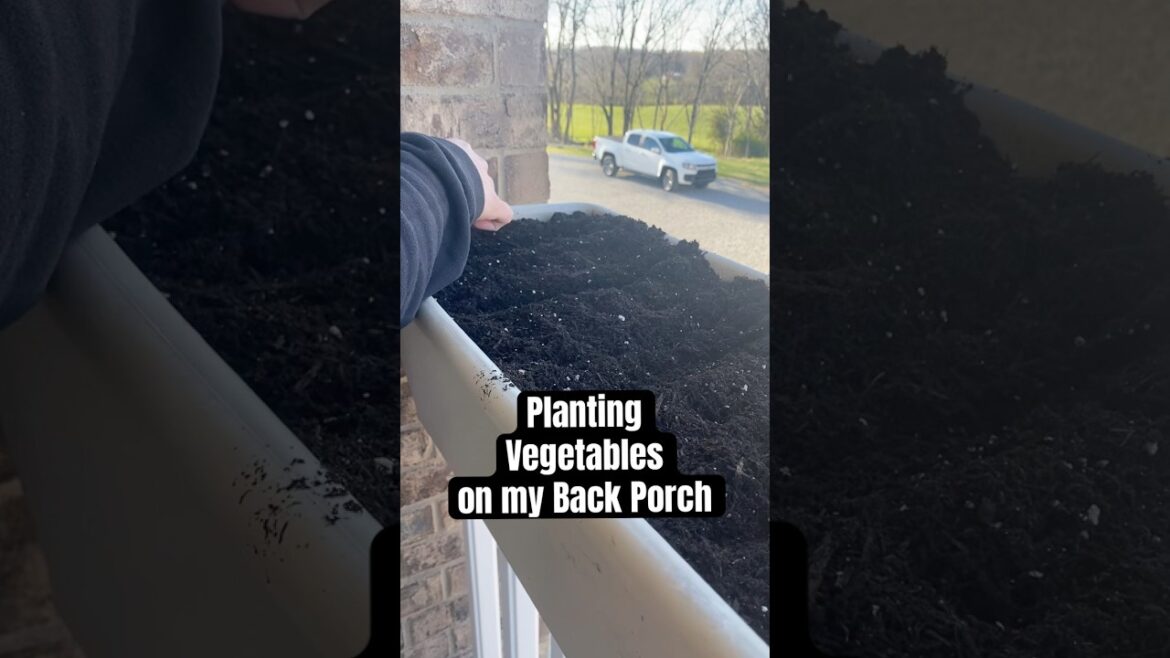 Container Gardening: Planting Lettuce on my Porch #containergardening #backyardgardening #garden Container Gardening: Planting Lettuce on my Porch #containergardening #backyardgardening #garden