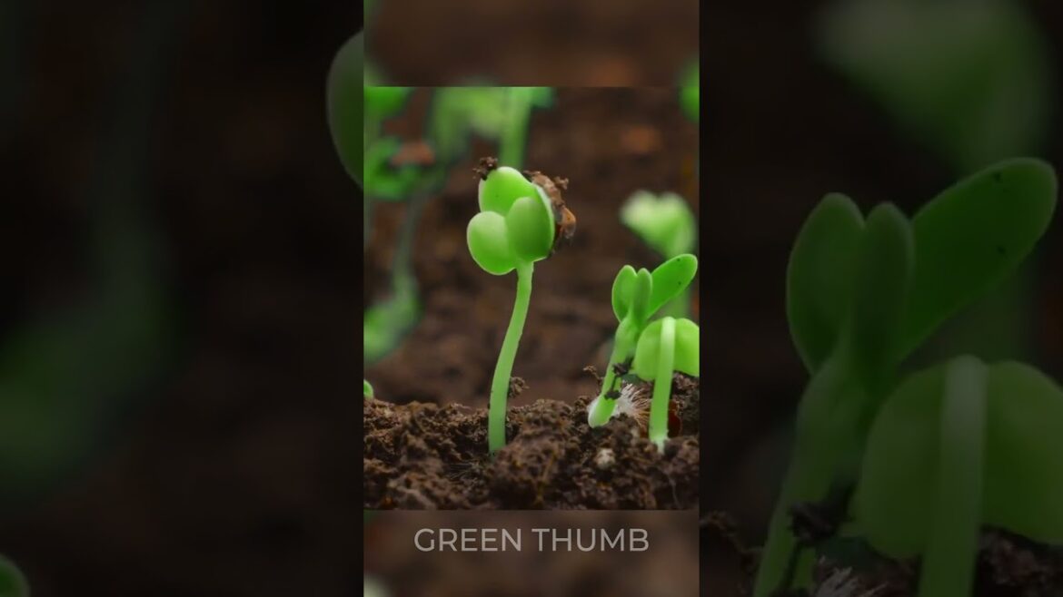 Jaw-dropping garden hacks and their shocking results! 🍀 Jaw-dropping garden hacks and their shocking results! 🍀