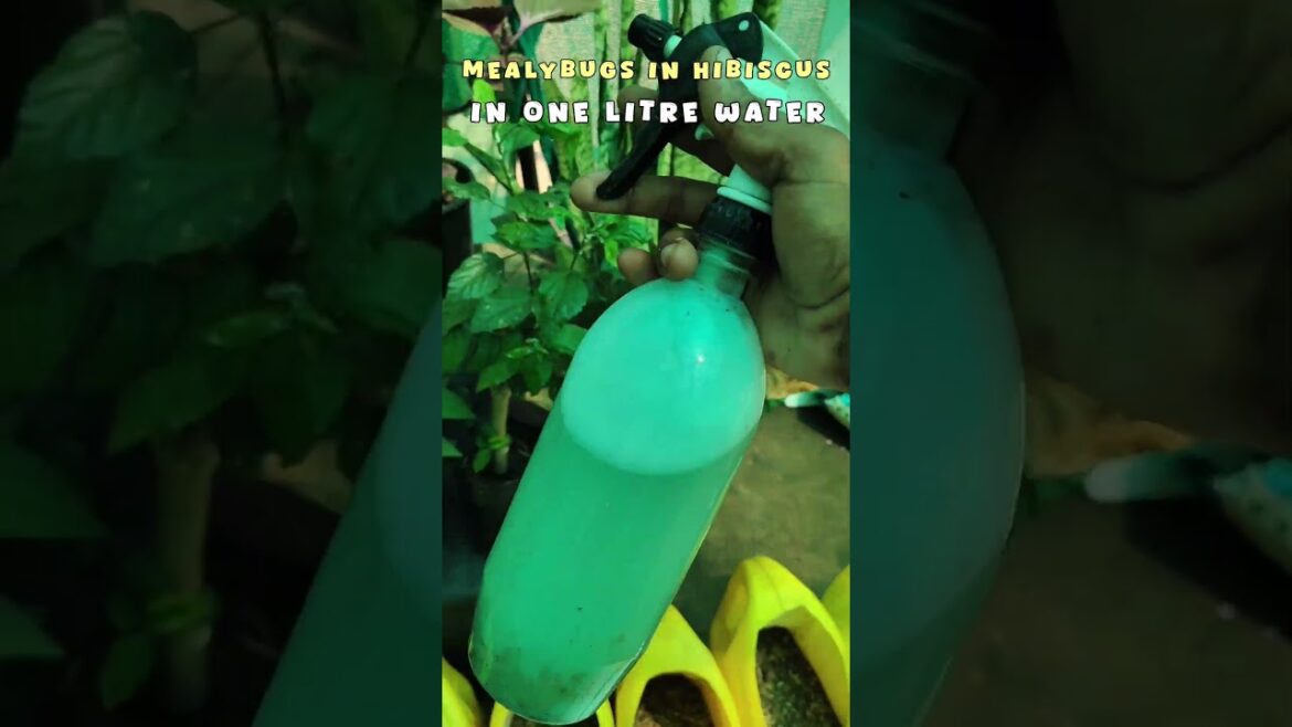 Tips For Hibiscus mealybug | How To Care Hibiscus #shorts #gardening #shortsvideo