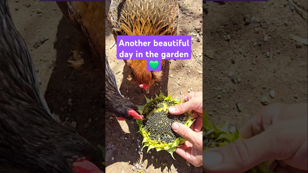 Another beautiful day in the garden #gardening #desertgarden #backyardgarden