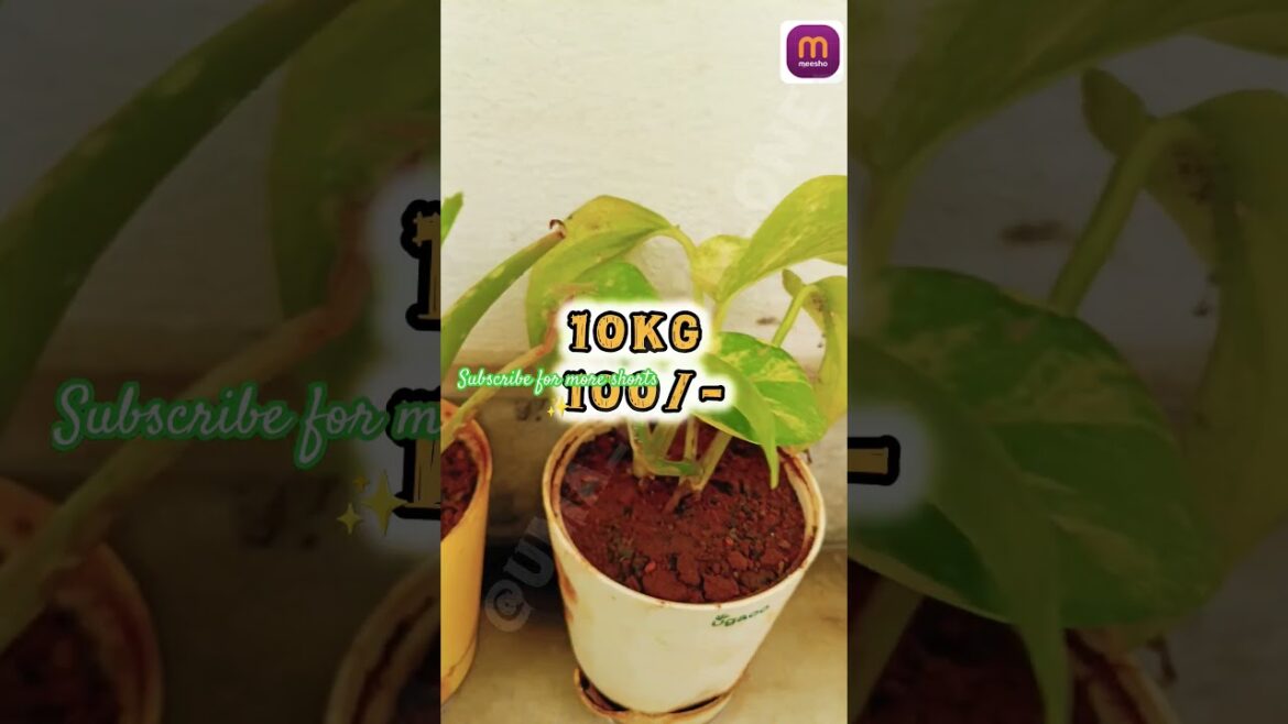 Meesho garden tools 100/- #meeshogarden #meeshofinds #gardening #tipsgarden#shortsfeed#trendingaudio