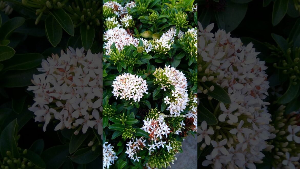 చెట్టు నిండా ఎన్ని పువ్వులు ఉన్నయోJasmine flowers in terrace garden #gardening mallechettu చెట్టు నిండా ఎన్ని పువ్వులు ఉన్నయోJasmine flowers in terrace garden #gardening mallechettu