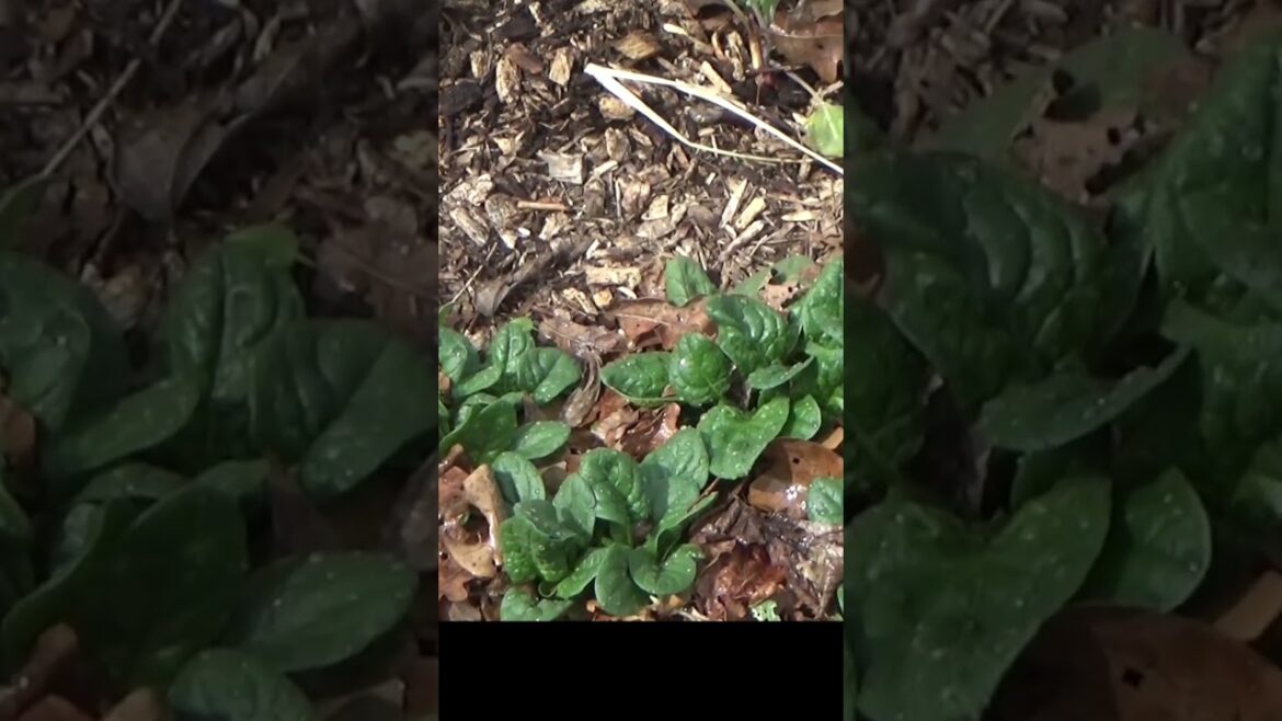 Winter garden is growing well #garden #vegetablegardening #gardeningtips #healthysoil #grow