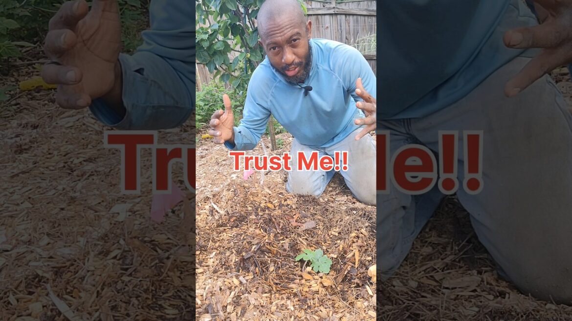 How to Grow Watermelon? #watermelon #GrowingWatermelon #gardening How to Grow Watermelon? #watermelon #GrowingWatermelon #gardening