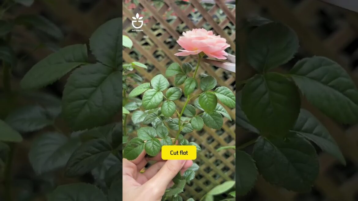 What is the effect of pruning roses by cutting the buds?#namrose #rose #rosé