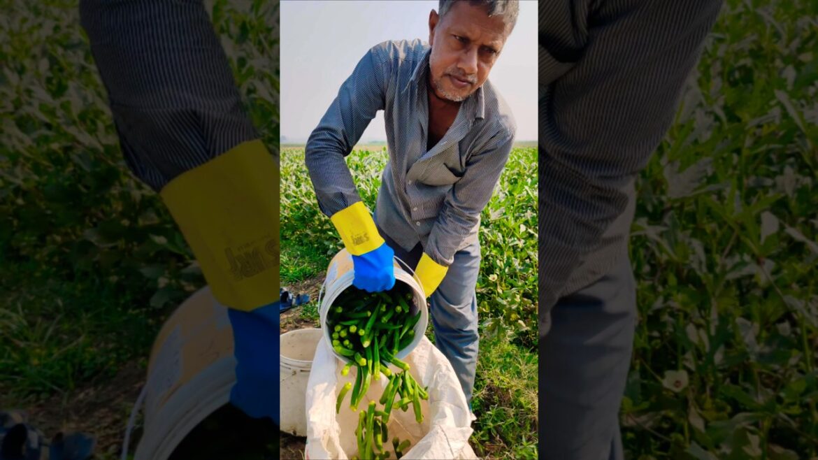 Nature’s Bounty: Ladyfinger (okra/ভেন্ডি) Picked at Sunrise #shorts