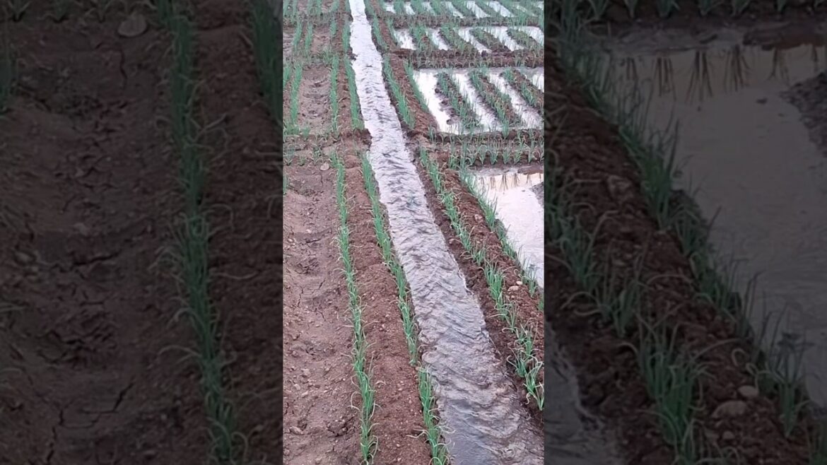 Onion 2nd day water supply, #farming,#agriculture , #gardening