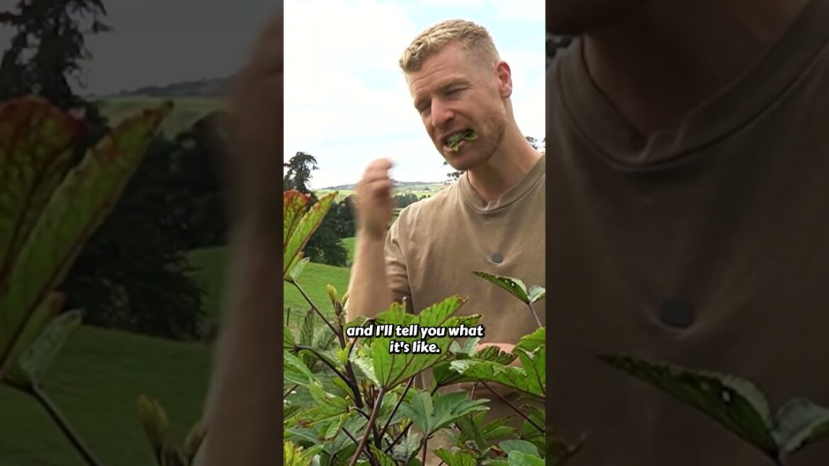 Roselle: The Edible Beauty That Packs a Flavor Punch! 🌸