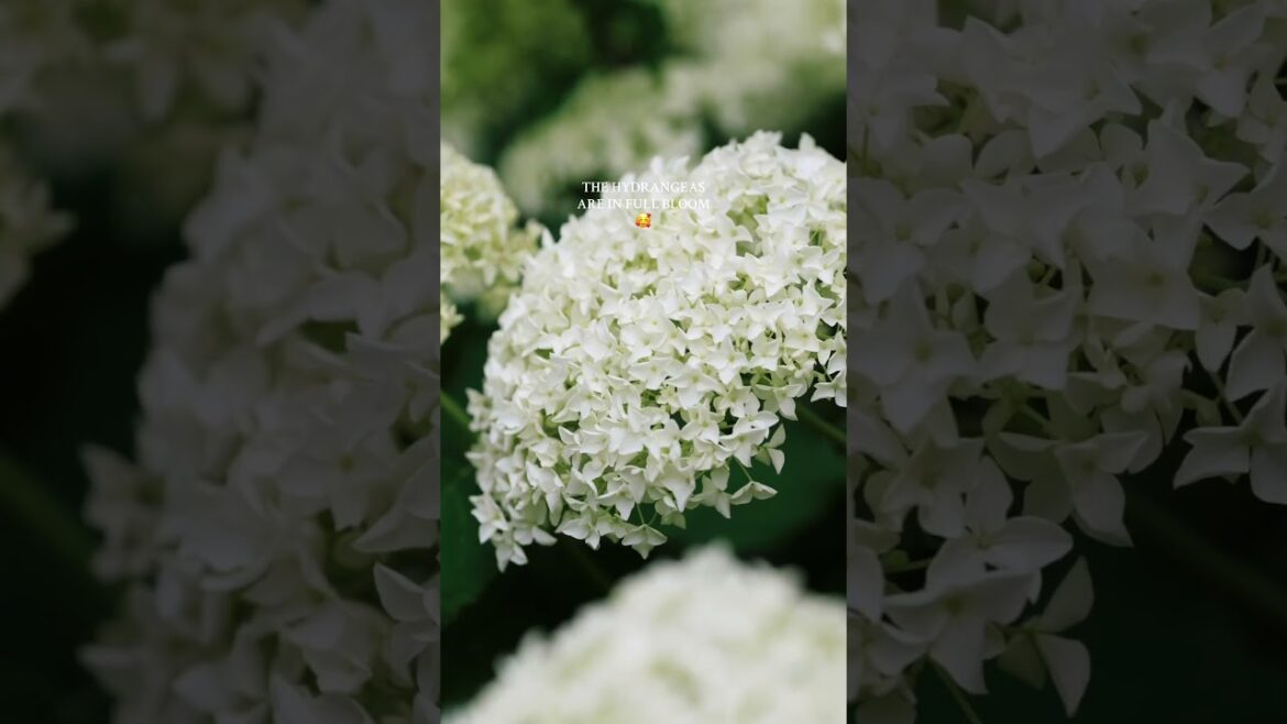 The Hydrangeas are in full bloom in the garden ๐ #gardenvibes #garden The Hydrangeas are in full bloom in the garden ๐ #gardenvibes #garden