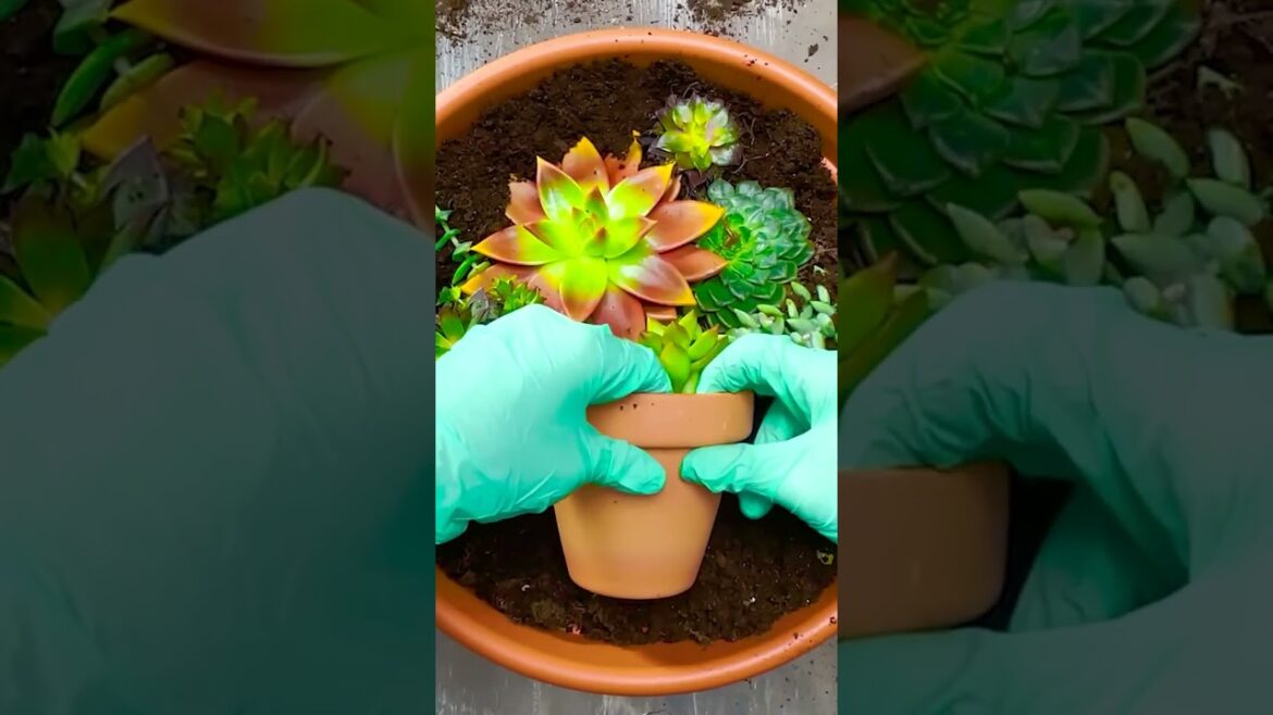 Watch These Succulents DOUBLE In Size With This Simple Trick Watch These Succulents DOUBLE In Size With This Simple Trick