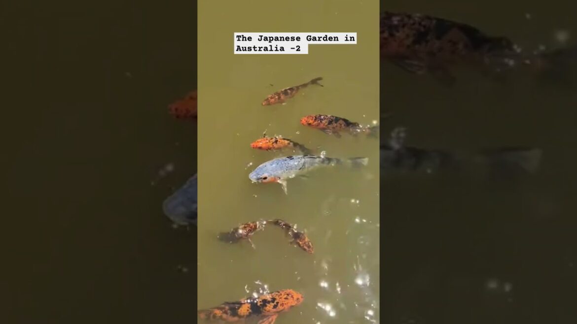 The Japanese Garden in Australia -2