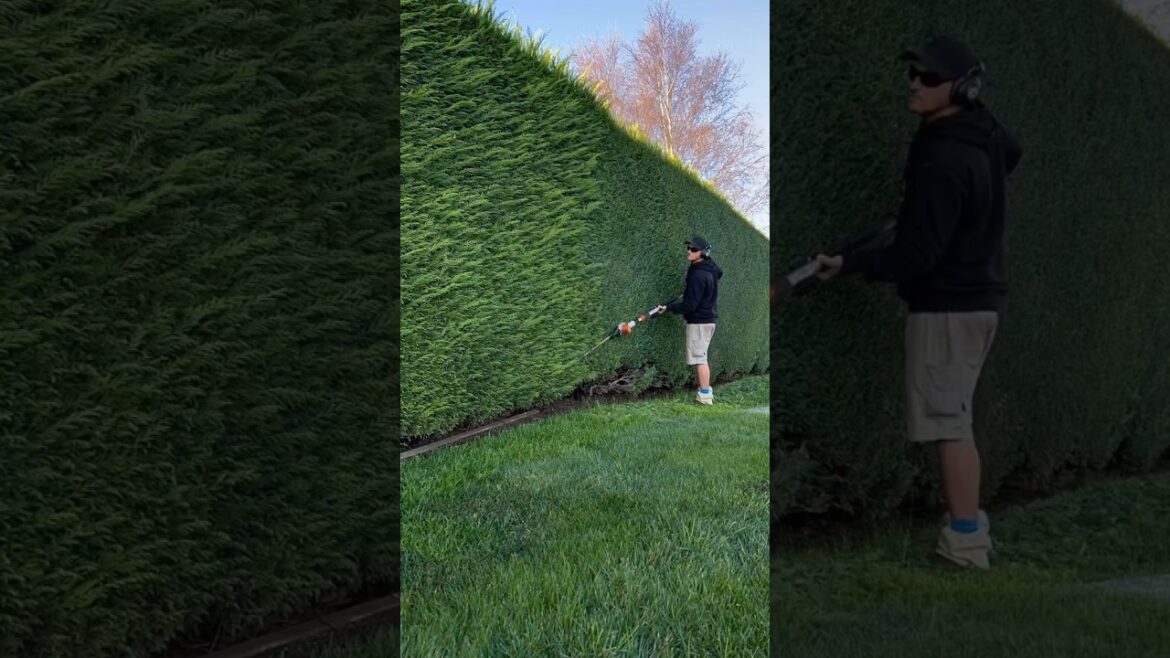 The Hedge Master 🤯👑 #shorts