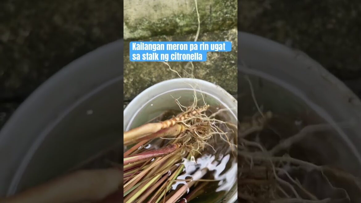 #Multiply your #CITRONELLA in your #Urban #Garden 🌼 - #endless #supply 🪴🪴🪴