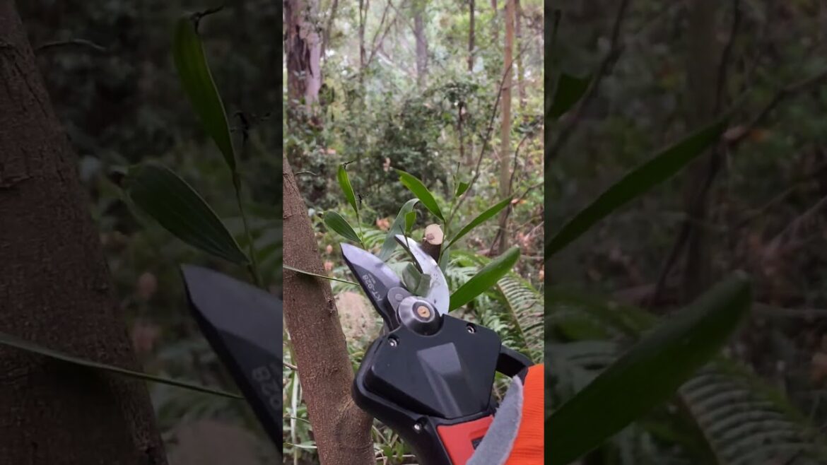 Lightweight and Affordable for Home use and Professional USE. #pruning #tools