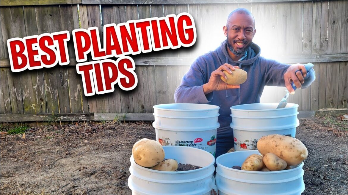 Never Buy Potatoes Again - Easy Container Growing #potato #containergardening