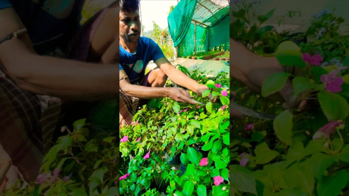 Flower Farmer’s Secret: Multiply Impatiens or Busy Lizzie for Free #shorts Flower Farmer’s Secret: Multiply Impatiens or Busy Lizzie for Free #shorts