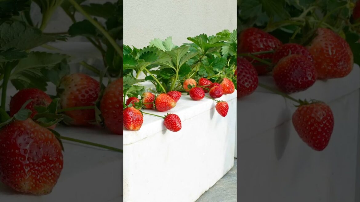 Tips for growing strawberries at home