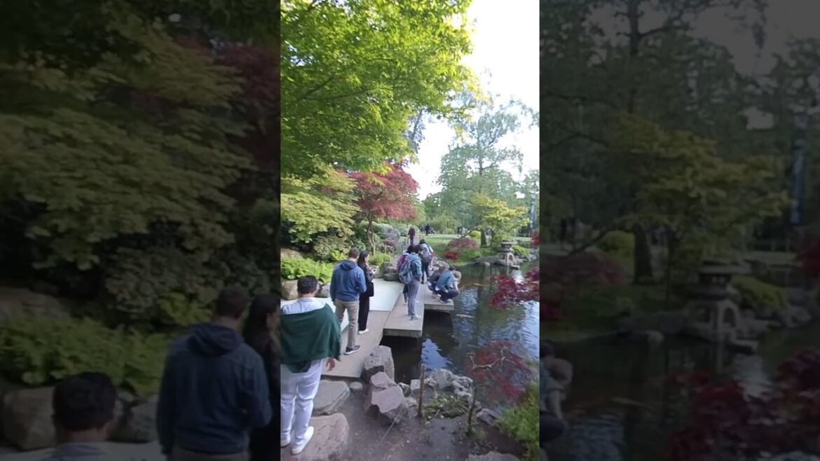 Japanese Garden at Holland Park #gardens #hollandpark #japanesegardens