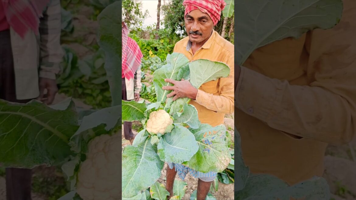 Morning Harvest: Fresh Cauliflower Straight from the Field 🌞🥦 #shorts