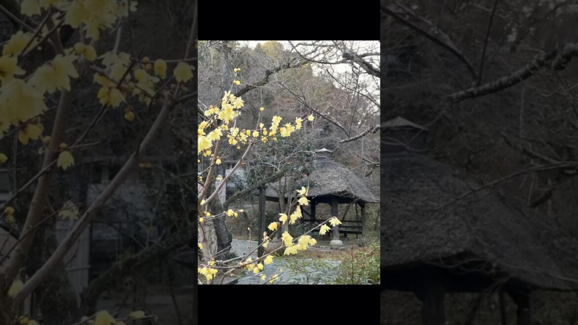 Japanese garden #Japan #keio