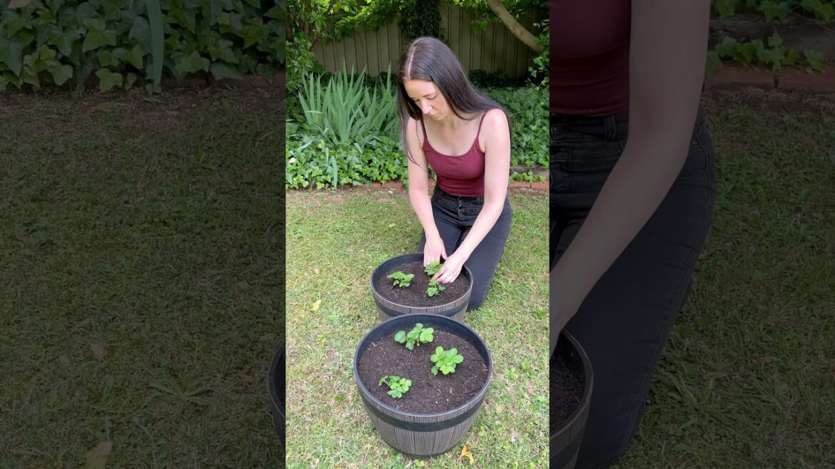 How To Grow Strawberries In Pots… #strawberry #howtogrowstrawberries #growyourownfood How To Grow Strawberries In Pots… #strawberry #howtogrowstrawberries #growyourownfood