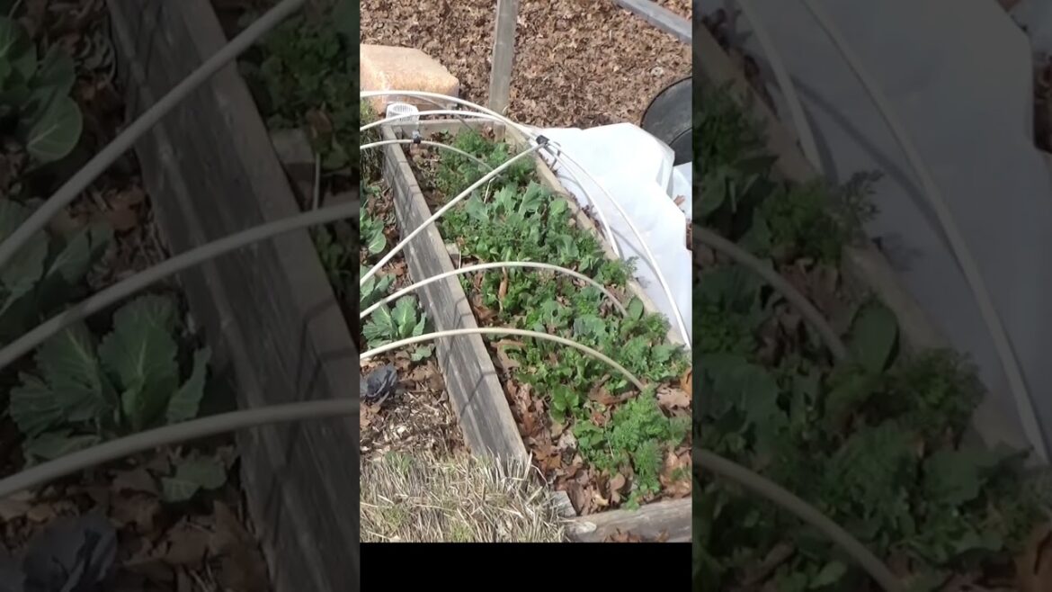 Vine ripe tomatoes in March #garden #vegetablegardening #gardeningtips #healthysoil #growyourownfood Vine ripe tomatoes in March #garden #vegetablegardening #gardeningtips #healthysoil #growyourownfood