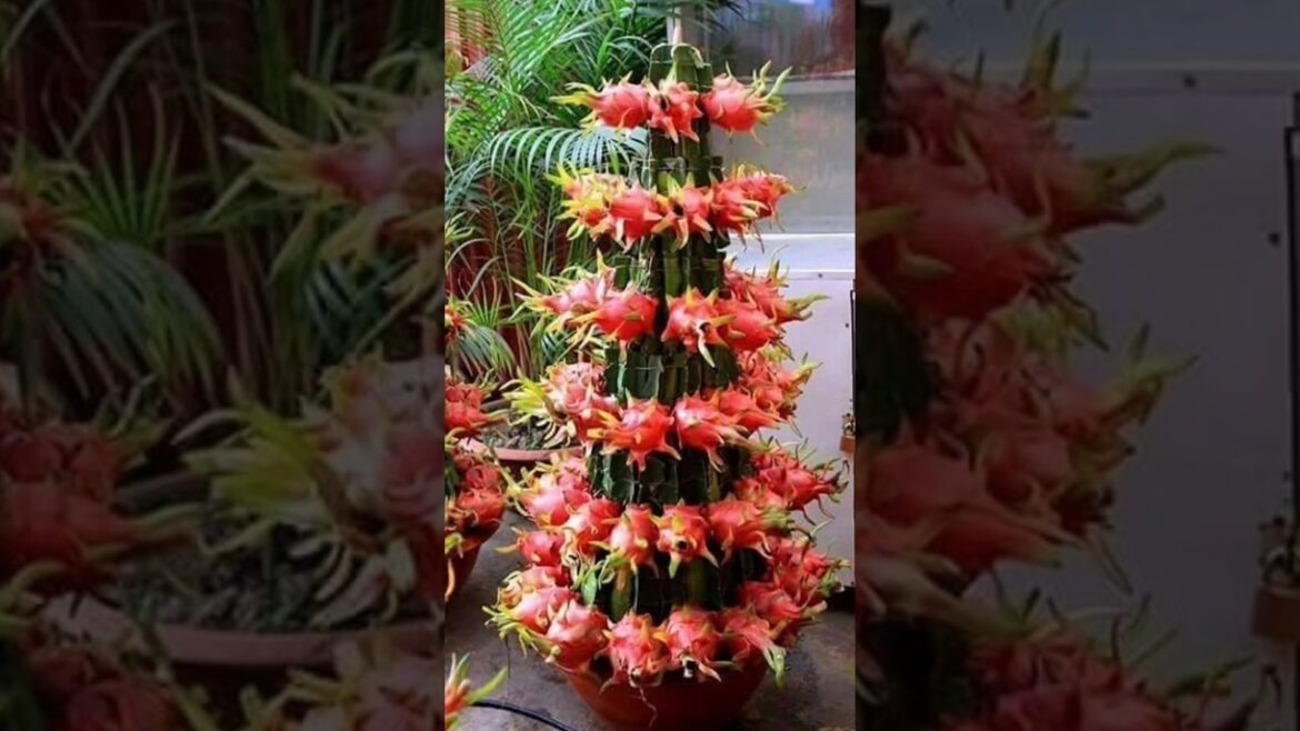 Dragon Fruits || Village Garden || Plants Tips || Garden Farming || #garden #short Dragon Fruits || Village Garden || Plants Tips || Garden Farming || #garden #short