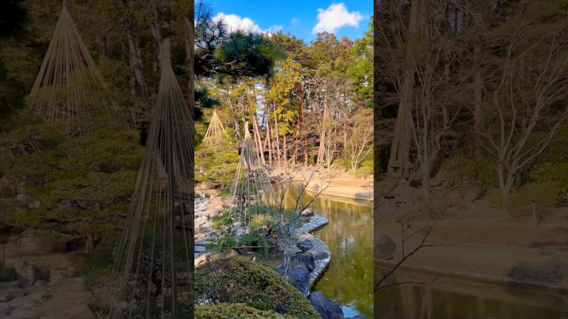 Japanese garden #garden #bonsai #bonsaitree #shorts