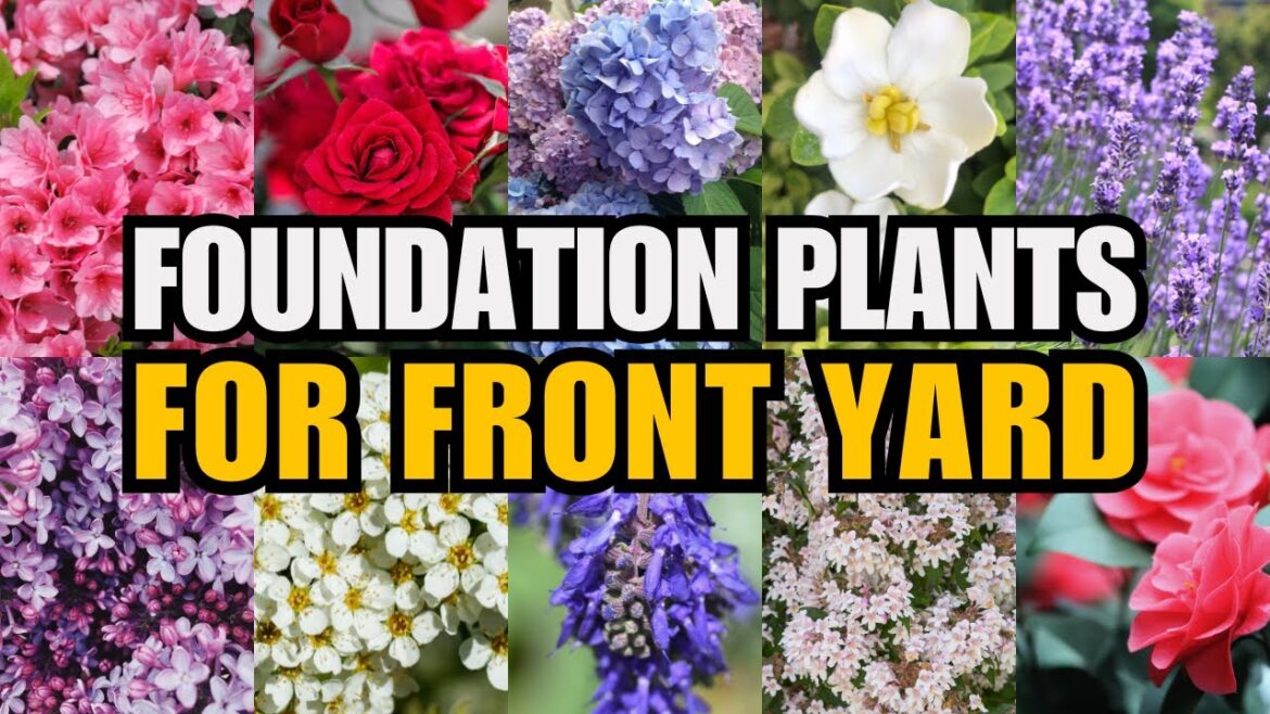10 Best Flowering Foundation Plants to Elevate Your Landscape πΈπ‘ 10 Best Flowering Foundation Plants to Elevate Your Landscape πΈπ‘
