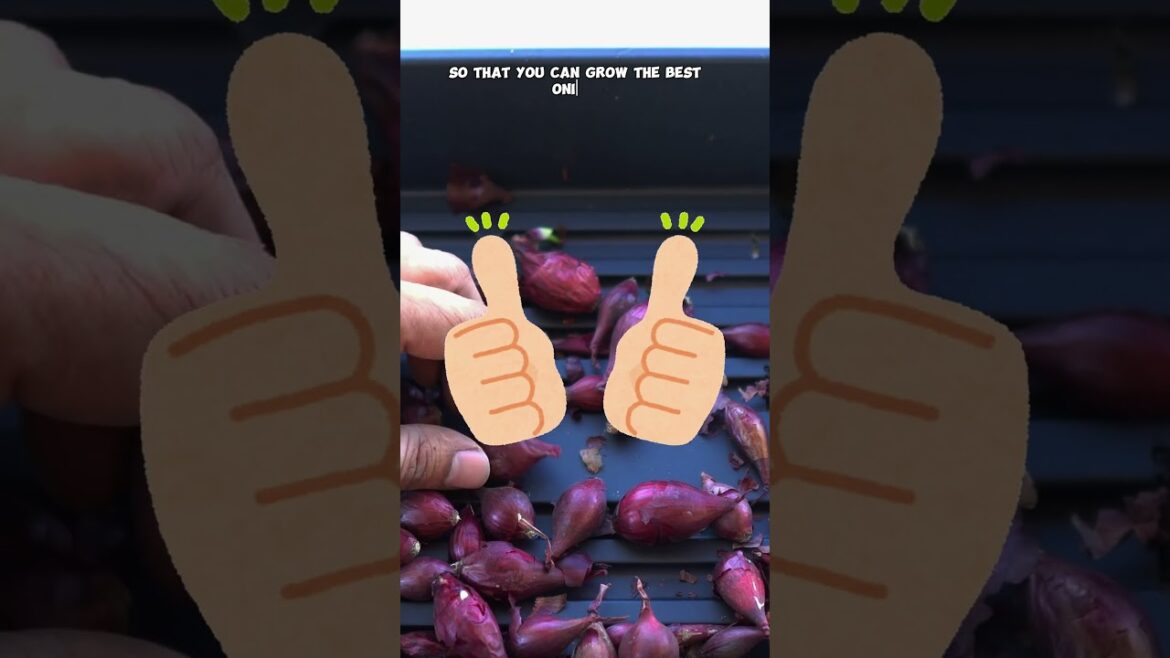 California Gardening: How to Choose the Best Onion Sets for Planting 🧅🌱 How to Choose the Best Onion Sets for Planting 🧅🌱