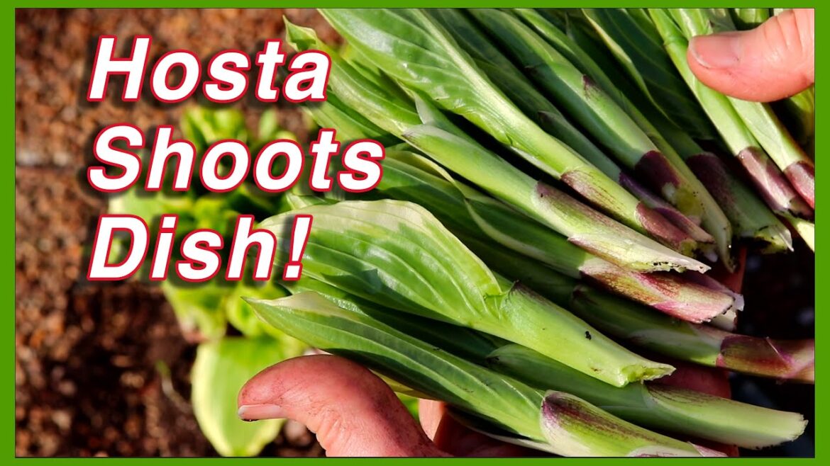 Kaye Kittrell: Hosta Shoots | Easy and Delicious Sidedish! Hosta Shoots | Easy and Delicious Sidedish!