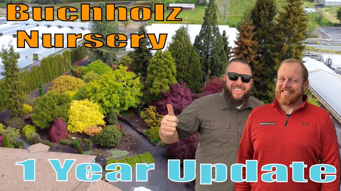 One Year at Buchholz Nursery: Mr. Maple’s Journey & Expansion! One Year at Buchholz Nursery: Mr. Maple’s Journey & Expansion!