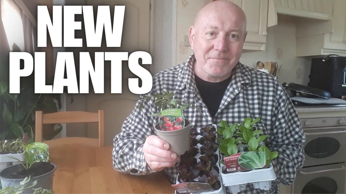 Grow Bush Tomatoes In Containers [Container Gardening ]