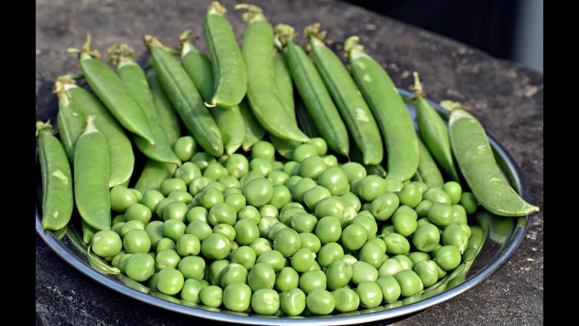 How To Grow Garden Peas At Home : Easy Beginners Guide