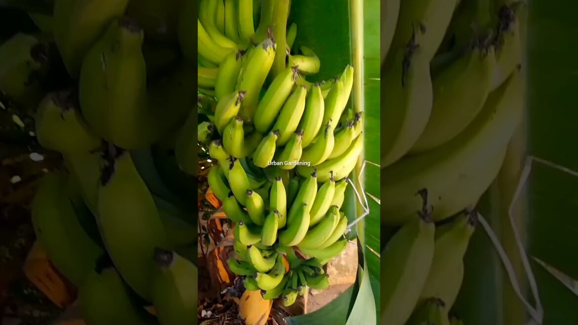 বাড়ীর গাছের সিঙ্গাপুরি কলা #urbangardening #gardening #urban #shorts বাড়ীর গাছের সিঙ্গাপুরি কলা #urbangardening #gardening #urban #shorts