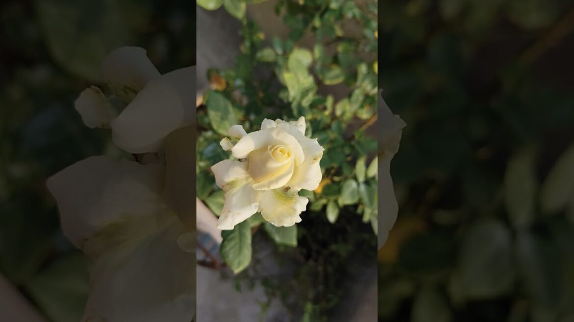 আমার ছাদবাগানে গোলাপের ভ্যারাইটি।। #rose #gardening