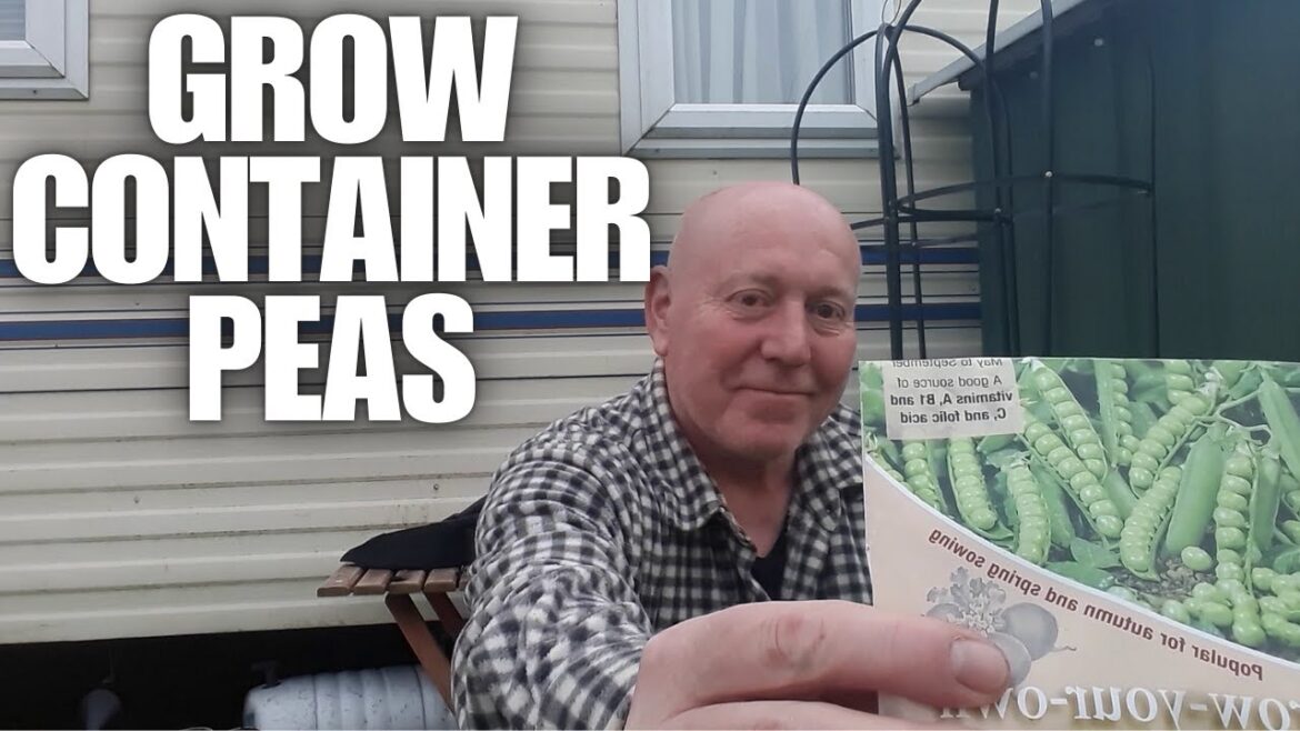 How To Grow Container Peas [Container Gardening ]