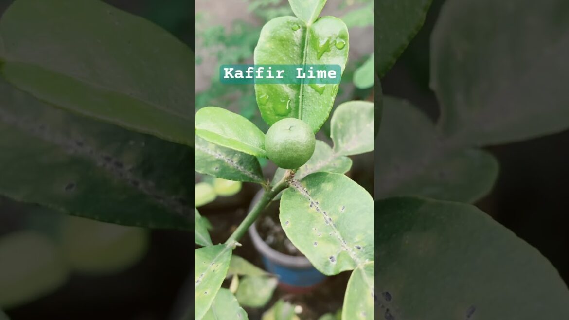#Galangal #Flower and other #tasty #treats #growing in our #urbangarden ππͺ΄π»π #Galangal #Flower and other #tasty #treats #growing in our #urbangarden ππͺ΄π»π