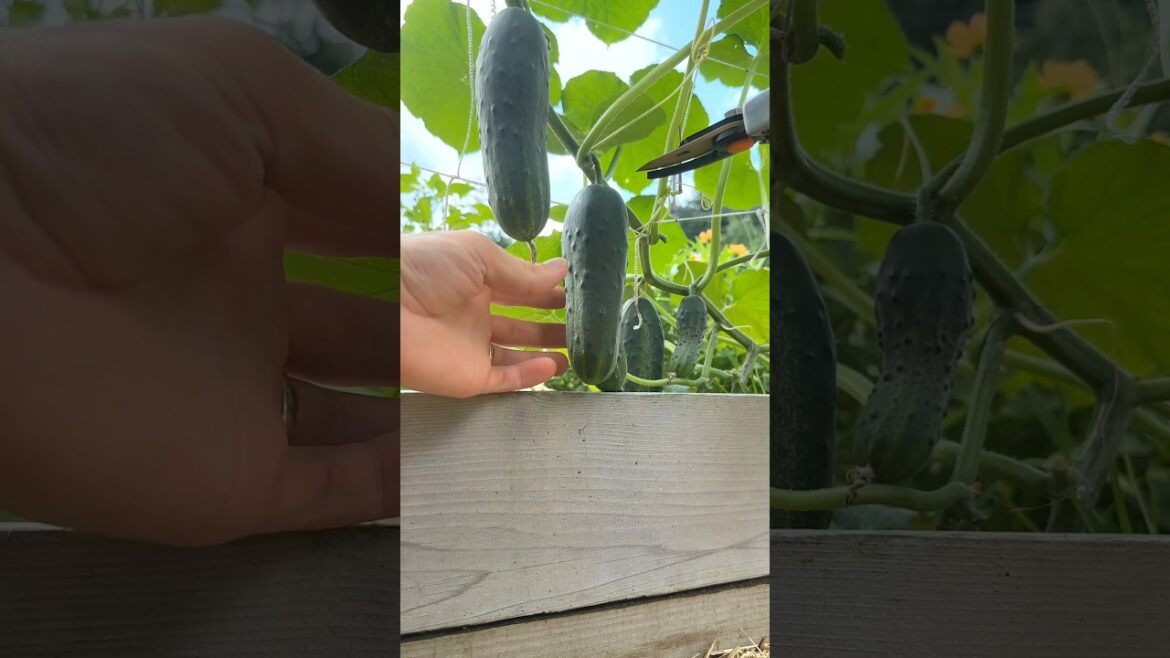 The EASIEST Way to Grow Cucumbers The EASIEST Way to Grow Cucumbers