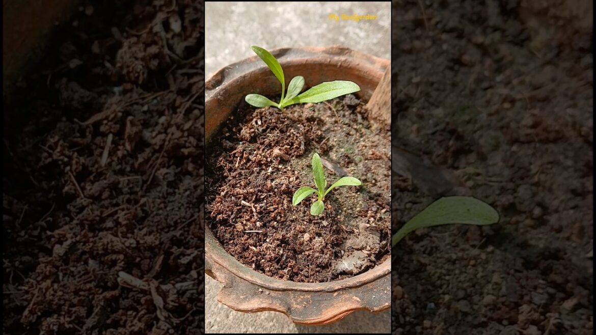 Unlock the Secrets to Growing Cornflowers#shorts