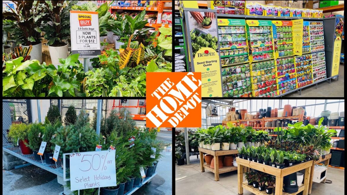 Home Depot Garden Center | Evergreen Houseplants Clearance | Vegetable Flower Fruit Seeds Supply Home Depot Garden Center | Evergreen Houseplants Clearance | Vegetable Flower Fruit Seeds Supply