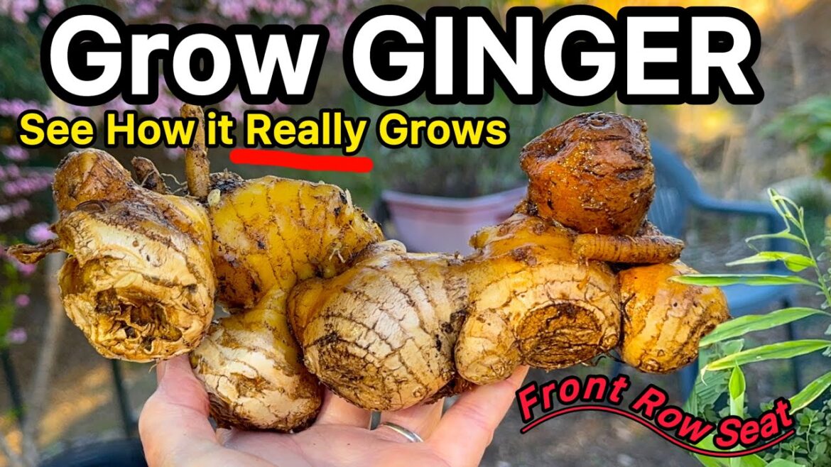 How to Grow Ginger in Container Gardening *See Harvest from Rhizome Root to Large Herb in Flower Pot How to Grow Ginger in Container Gardening *See Harvest from Rhizome Root to Large Herb in Flower Pot