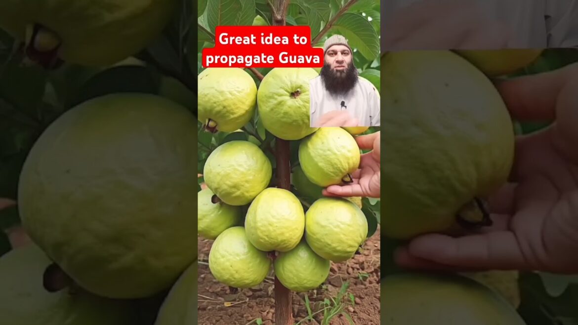 Grow Guava Tree Fast with these Tips #guava #fruittree #gardening