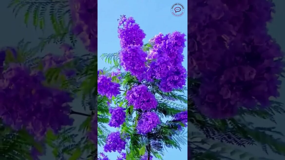 फूलों की खेती पार्ट 1 | flower farming | Sanjay Kumar | @sanjaykumar-official-j7r | March 24, 2025 फूलों की खेती पार्ट 1 | flower farming | Sanjay Kumar | @sanjaykumar-official-j7r | March 24, 2025