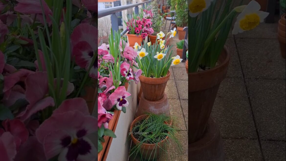 Shady Container Garden In March