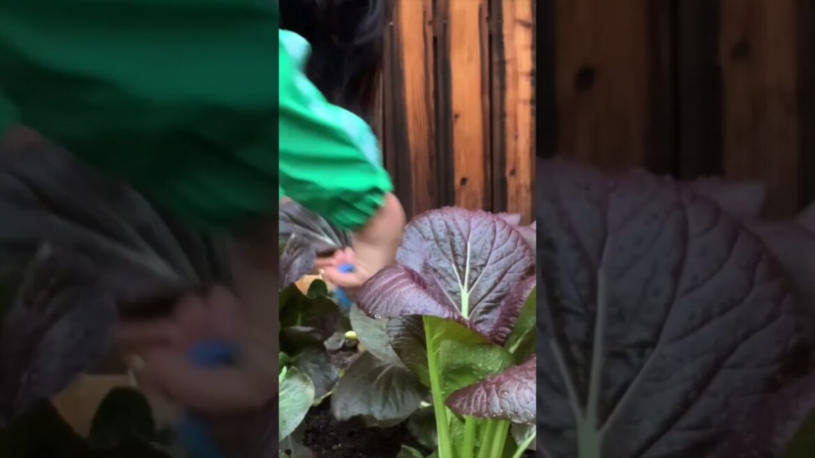 Backyard Edible Garden in Los Angeles, California 🌱 #shorts #gardening #raisedbedgarden #harvest Backyard Edible Garden in Los Angeles, California 🌱 #shorts #gardening #raisedbedgarden #harvest