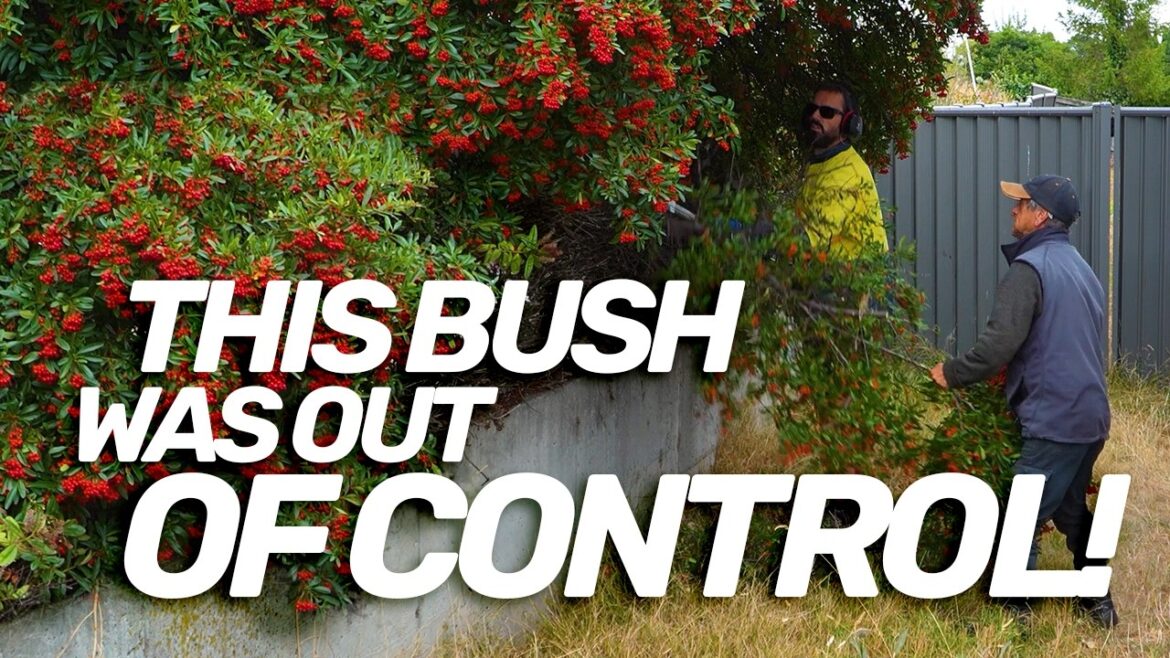 He knocked on my DOOR and we TRANSFORMED his front Yard! He knocked on my DOOR and we TRANSFORMED his front Yard!